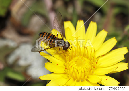 Marmalade hoverfly and common dandelion 75409631