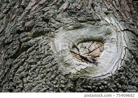 Tree surgery branch pruning wound scar 75409682