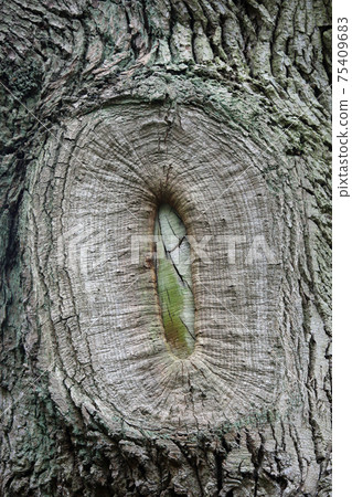 Tree surgery branch pruning wound scar 75409683