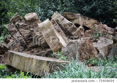 Decaying sliced tree trunk for wildlife Decaying sliced tree trunk for wildlife 75409684