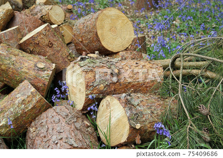 Conifer tree log pile 75409686
