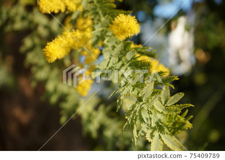 Mimosa Mimosa 75409789