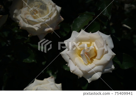 Rose in full bloom Lacy Lady 75409941