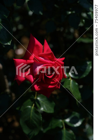 Red rose in full bloom Red devil 75409977