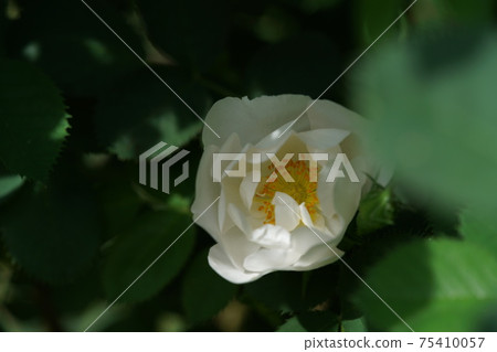 白玫瑰盛開Rosa Canina Inermis 白玫瑰盛開Rosa Canina Inermis 75410057