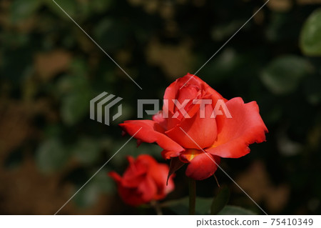 Rose hymn in full bloom 75410349