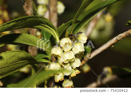 Hisakaki's flower Hisakaki's flower 75410412