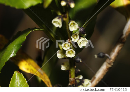 Hisakaki的花 Hisakaki的花 75410413