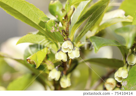 Hisakaki's flower 75410414