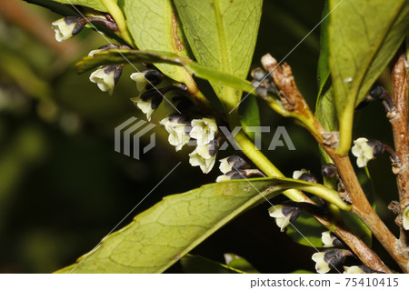 Hisakaki的花 Hisakaki的花 75410415