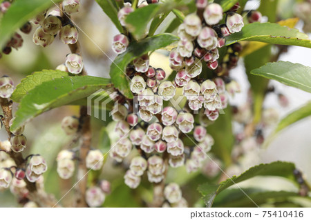 Hisakaki的花 75410416