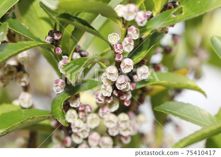 Hisakaki's flower Hisakaki's flower 75410417