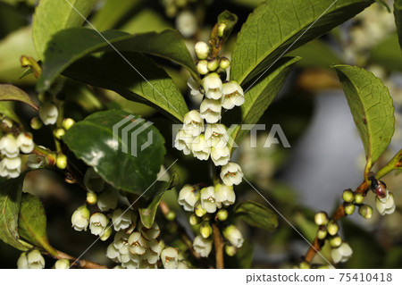 Hisakaki的花 Hisakaki的花 75410418