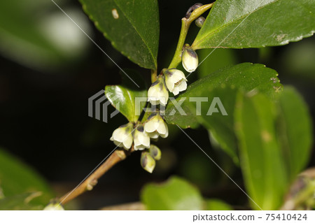 Hisakaki的花 75410424