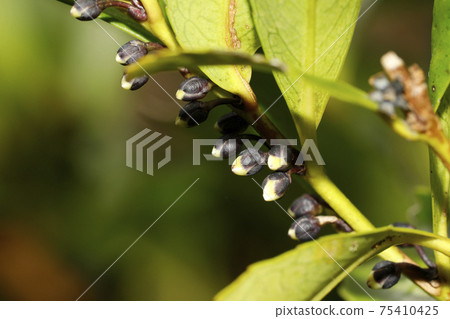 Hisakaki的花 75410425