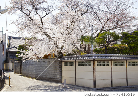 上千kenken Kabukai的背後，櫻花的景色 75410519