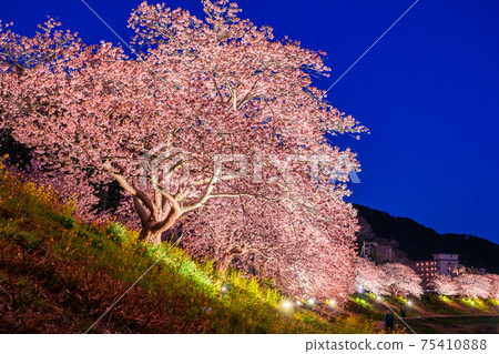 "Shizuoka prefecture" Minamiizu-cho · Kawazu cherry light up "Shizuoka prefecture" Minamiizu-cho · Kawazu cherry light up 75410888