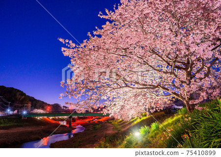 "Shizuoka prefecture" Minamiizu-cho · Kawazu cherry light up "Shizuoka prefecture" Minamiizu-cho · Kawazu cherry light up 75410899