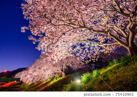 "Shizuoka prefecture" Minamiizu-cho · Kawazu cherry light up "Shizuoka prefecture" Minamiizu-cho · Kawazu cherry light up 75410901
