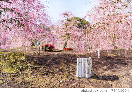 Suzuka Forest Garden 75411094