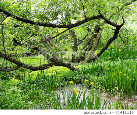 Miscellaneous trees 75411116