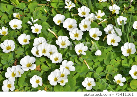 Many white wood sorrels Many white wood sorrels 75411161
