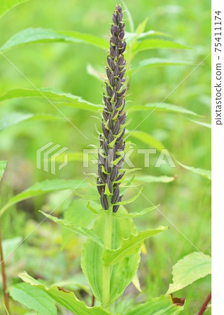 Handprint staggered ears 75411174