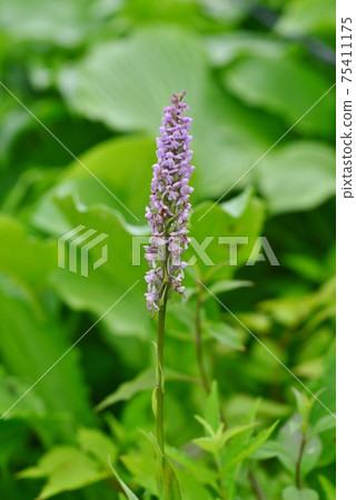 Nobinechidori flower ears 75411175