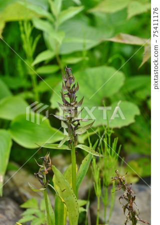 Hakusanchidori flower ears Hakusanchidori flower ears 75411176