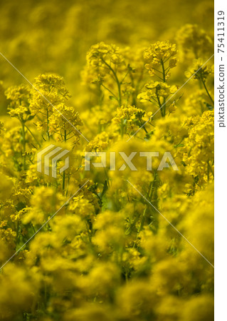 春遍黃油菜花開 春遍黃油菜花開 75411319