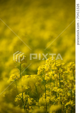 Spring all over yellow rape blossoms Spring all over yellow rape blossoms 75411326
