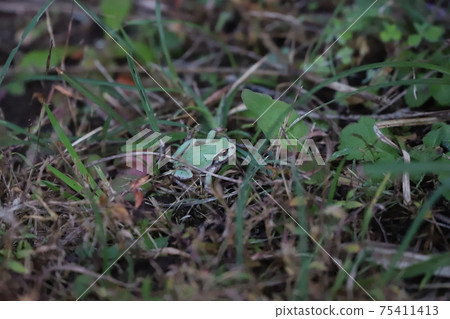 Japanese black frog Japanese black frog 75411413
