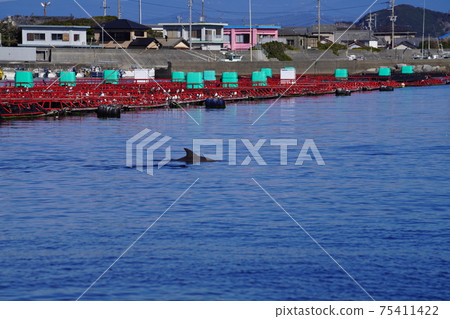 柏島漁港海豚 75411422