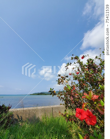 Ishigaki Island coastline view 75411539