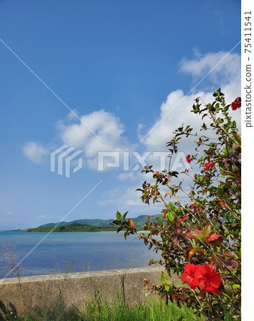 Ishigaki Island coastline view 75411541