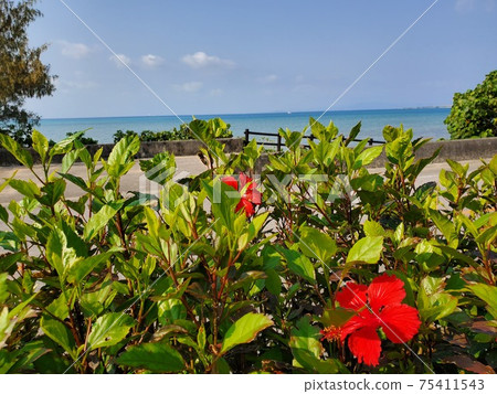 Ishigaki Island coastline view Ishigaki Island coastline view 75411543