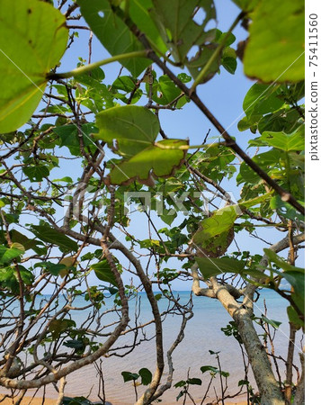 Ishigaki Island coastline view 75411560