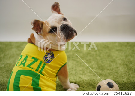 English Bulldog Puppies Soccer Costume Brazil National Team No. 10 Photo 18 English Bulldog Puppies Soccer Costume Brazil National Team No. 10 Photo 18 75411628