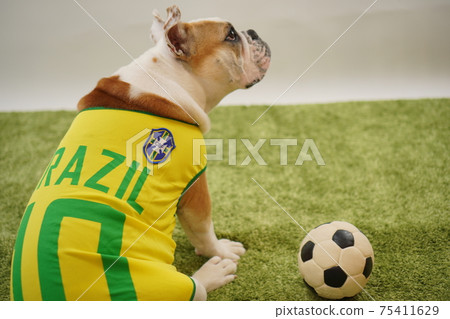 英國鬥牛犬幼犬足球服裝巴西國家隊10號照片19 英國鬥牛犬幼犬足球服裝巴西國家隊10號照片19 75411629