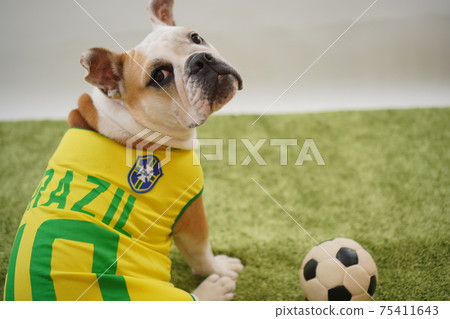 英國鬥牛犬幼犬足球服裝巴西國家隊10號照片30 75411643