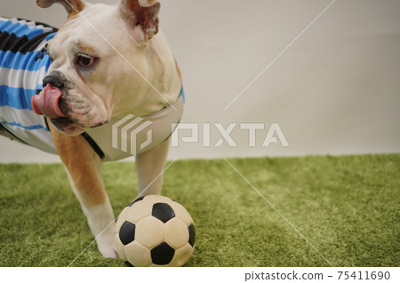 英國鬥牛犬幼犬足球服裝阿根廷國家隊10號照片205 英國鬥牛犬幼犬足球服裝阿根廷國家隊10號照片205 75411690