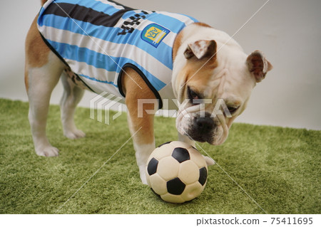 English Bulldog Puppy Soccer Costume Argentina National Team No. 10 Photo 210 English Bulldog Puppy Soccer Costume Argentina National Team No. 10 Photo 210 75411695