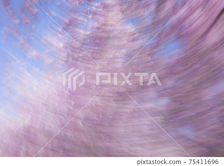 Sakura with movement Sakura with movement 75411696