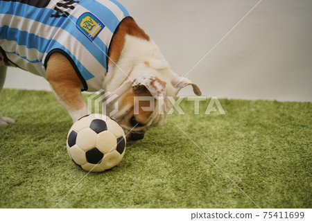 English Bulldog Puppies Soccer Costume Argentina National Team No. 10 Photo 211 75411699