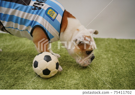 English Bulldog Puppy Soccer Costume Argentina National Team No. 10 Photo 214 75411702
