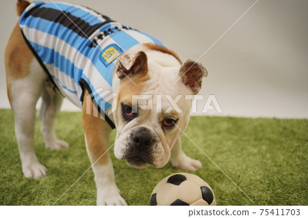 English Bulldog Puppy Soccer Costume Argentina National Team No. 10 Photo 215 English Bulldog Puppy Soccer Costume Argentina National Team No. 10 Photo 215 75411703