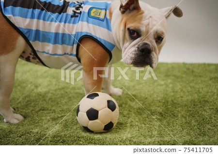 英國鬥牛犬幼犬足球服裝阿根廷國家隊10號照片217 75411705