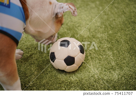 English Bulldog Puppy Soccer Costume Argentina National Team No. 10 Photo 219 English Bulldog Puppy Soccer Costume Argentina National Team No. 10 Photo 219 75411707