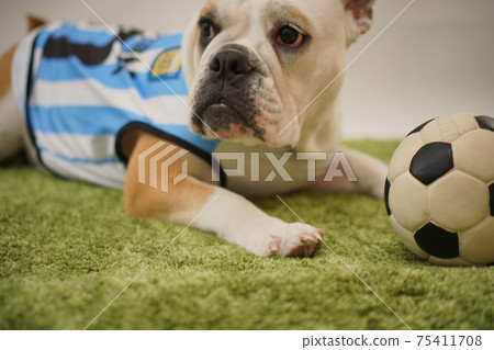 English Bulldog Puppy Soccer Costume Argentina National Team No. 10 Photo 220 75411708