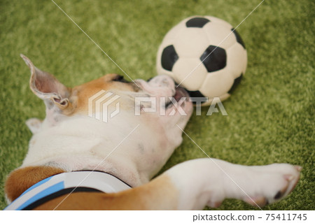 英國鬥牛犬幼犬足球服裝阿根廷國家隊10號照片236 75411745